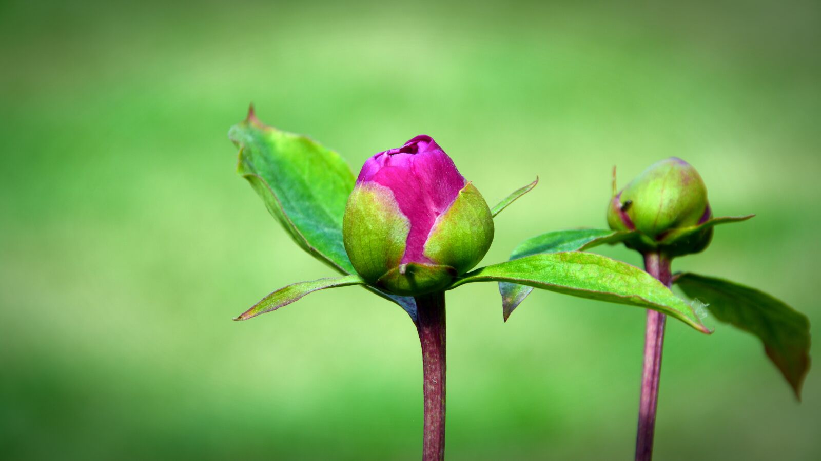Nikon D5200 sample photo. Peony, bud, flower photography