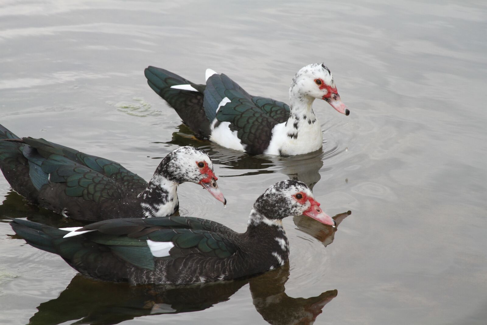Canon EOS 7D sample photo. Duck, wild life, nature photography