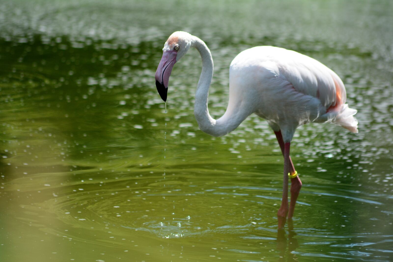 Nikon D7100 sample photo. Flaming, water, zoo photography