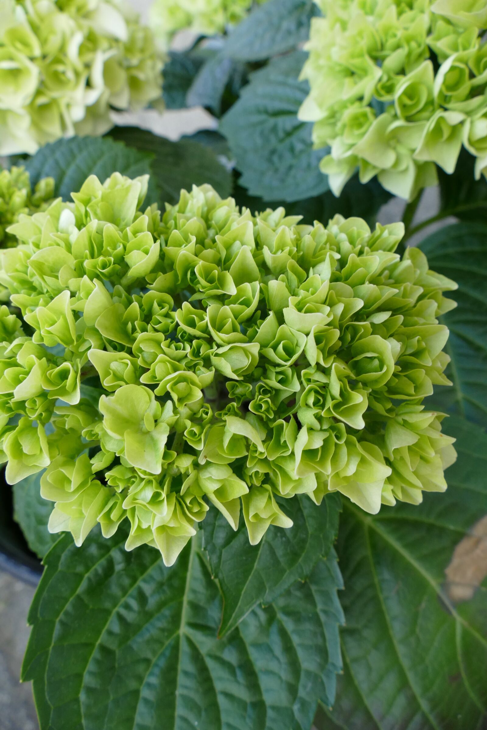 Panasonic Lumix DMC-FZ1000 sample photo. Hydrangea, green, plant photography