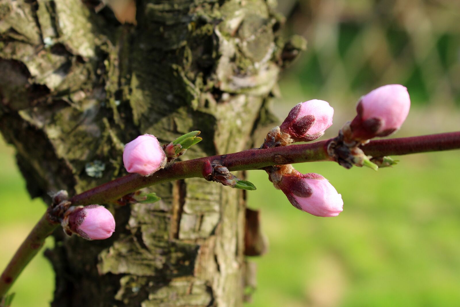 Canon EOS 1200D (EOS Rebel T5 / EOS Kiss X70 / EOS Hi) sample photo. Tree, donuts, spring photography