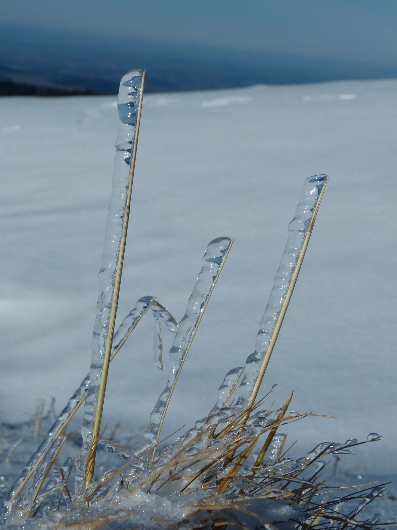 Panasonic Lumix DMC-FZ150 sample photo. Winter, blades of grass photography