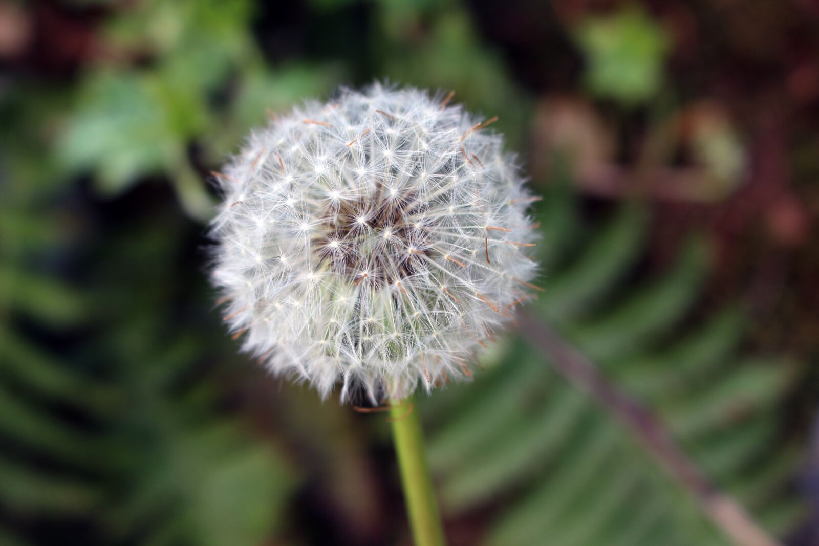 Canon EOS 700D (EOS Rebel T5i / EOS Kiss X7i) sample photo. Nature, plant, flower photography