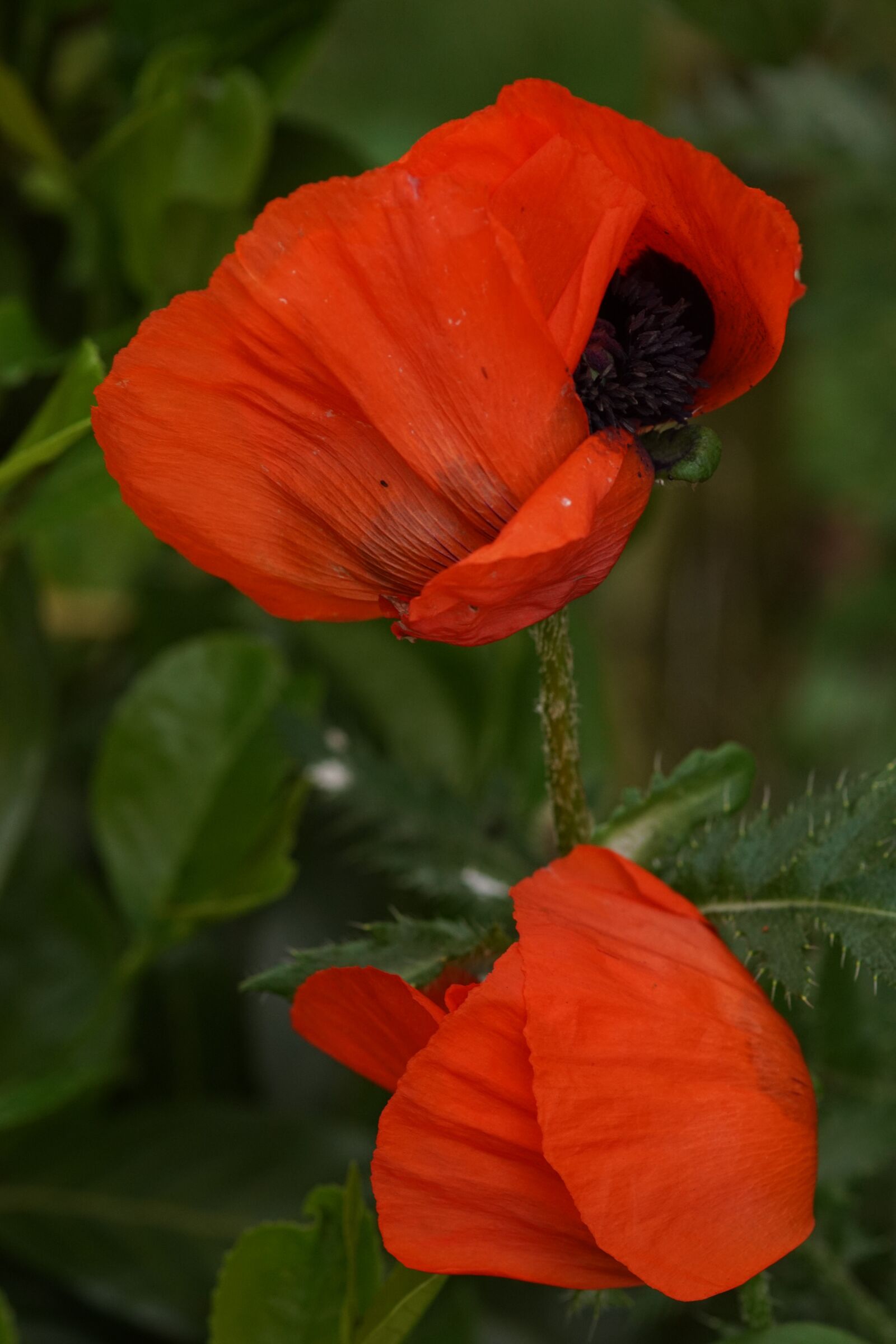 Sony SLT-A68 sample photo. Poppy, red, flower photography