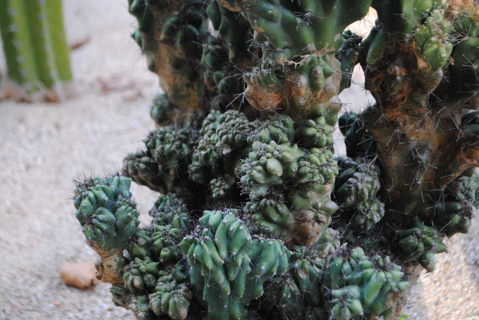 Nikon D3000 sample photo. Cactus, succulent, plant photography