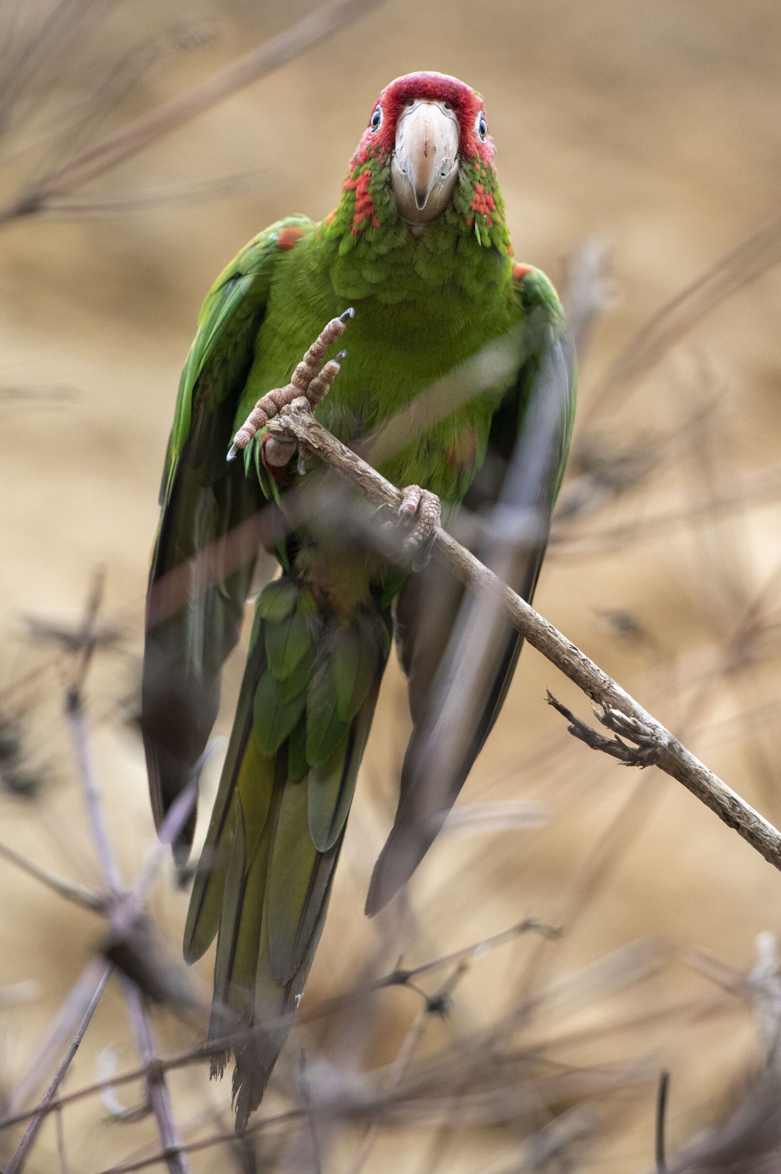Nikon D850 sample photo. Ara, plumage, tropical photography
