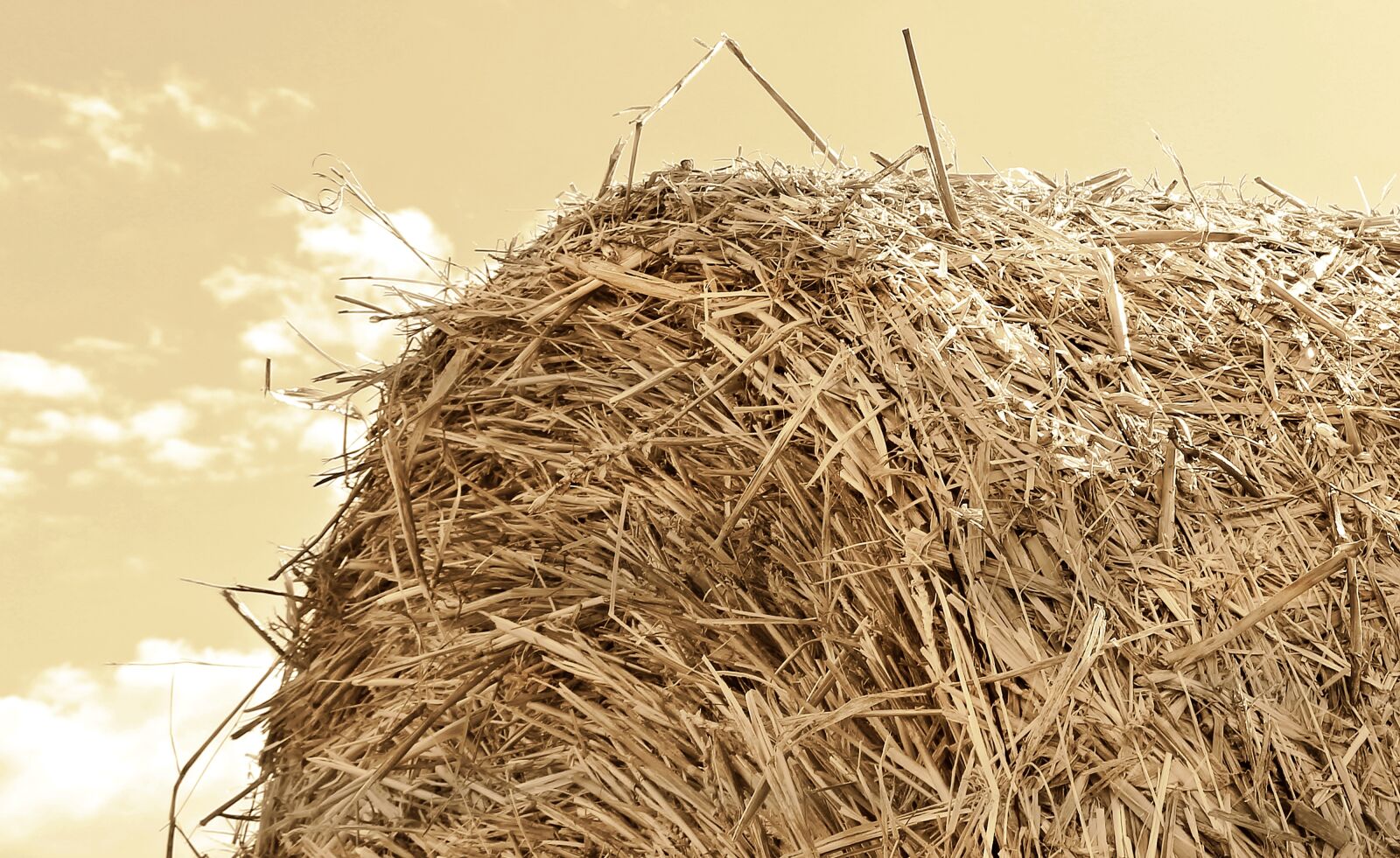 Canon EOS 550D (EOS Rebel T2i / EOS Kiss X4) sample photo. Straw role, harvest, straw photography