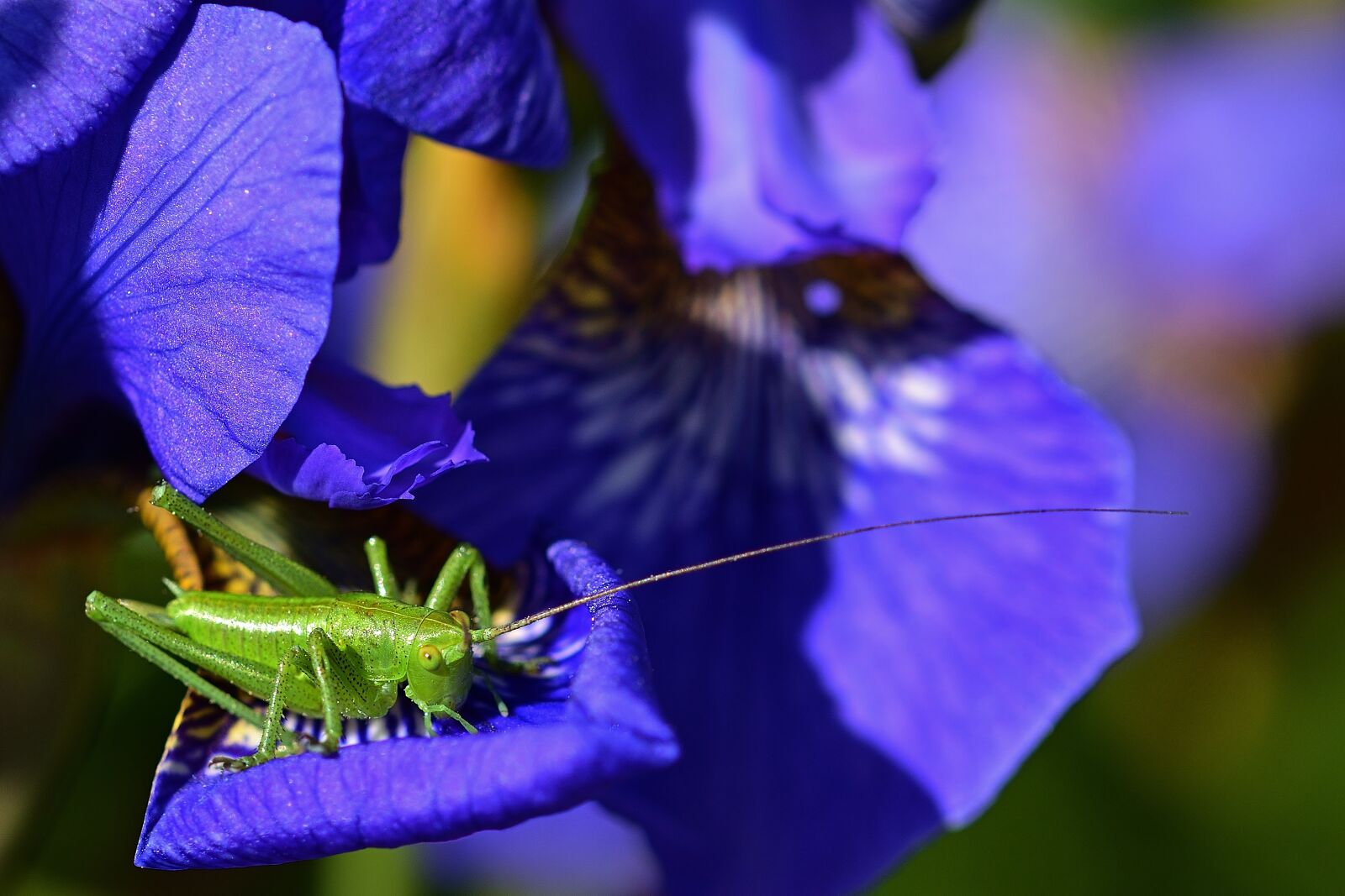 Nikon D5200 sample photo. Iris, grasshopper, blue photography