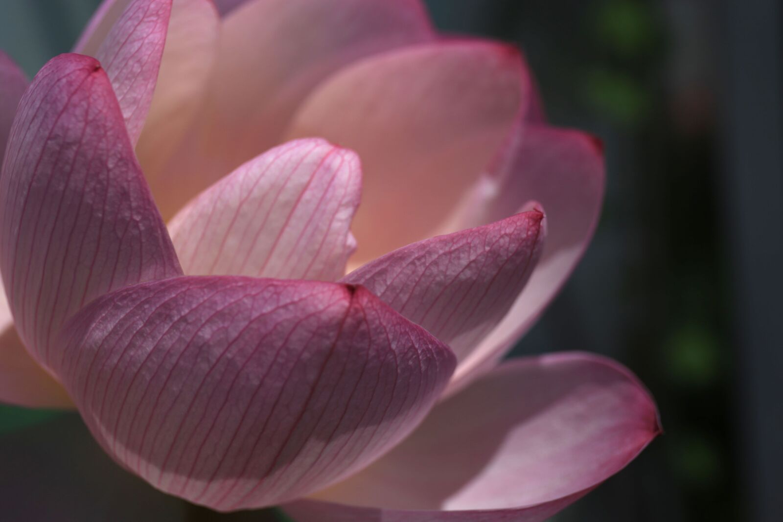 Canon EF 24-70mm F4L IS USM sample photo. Lotus, petal, thread photography