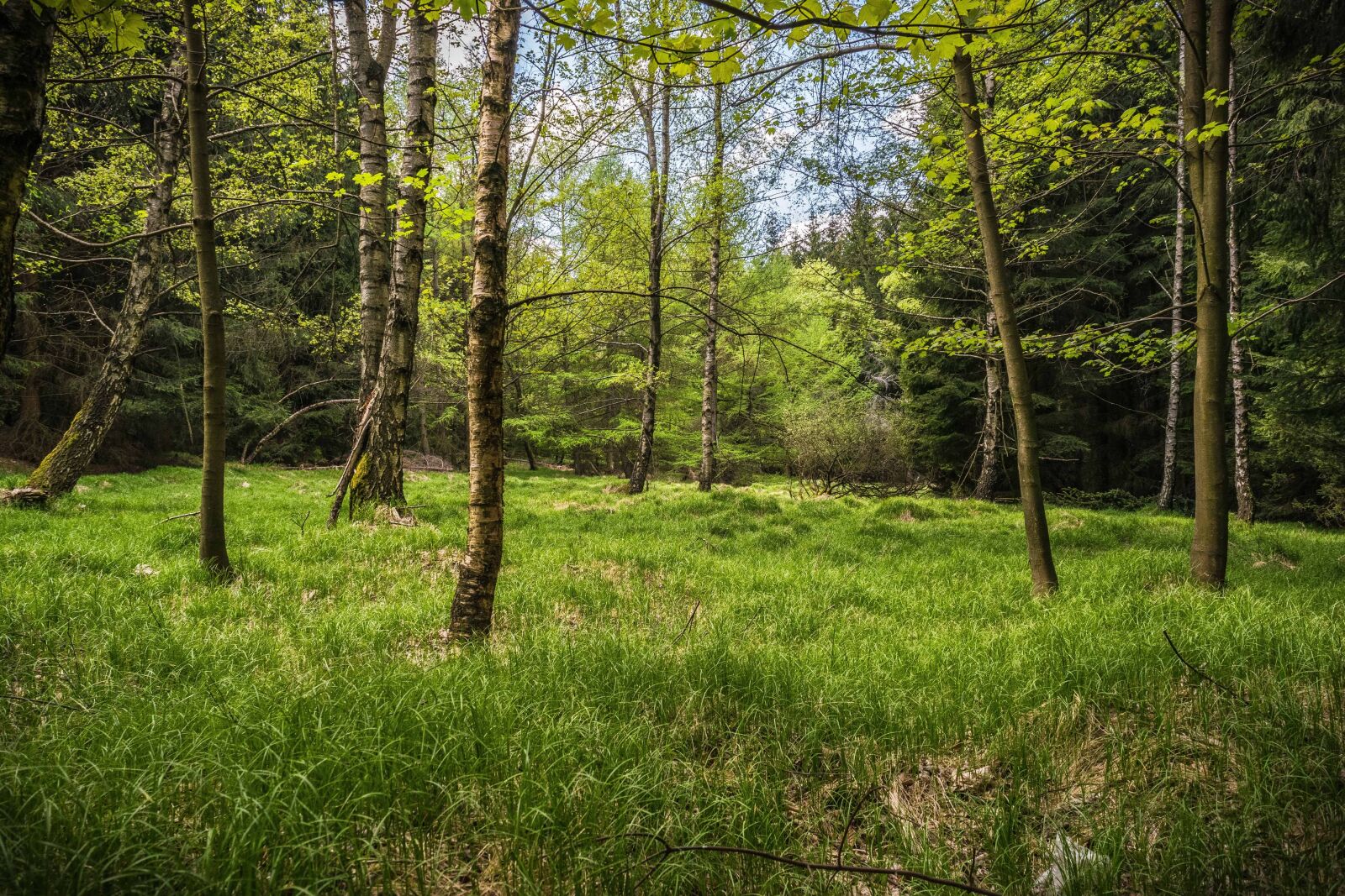Nikon D3300 sample photo. Tree, wood, landscape, leaf photography