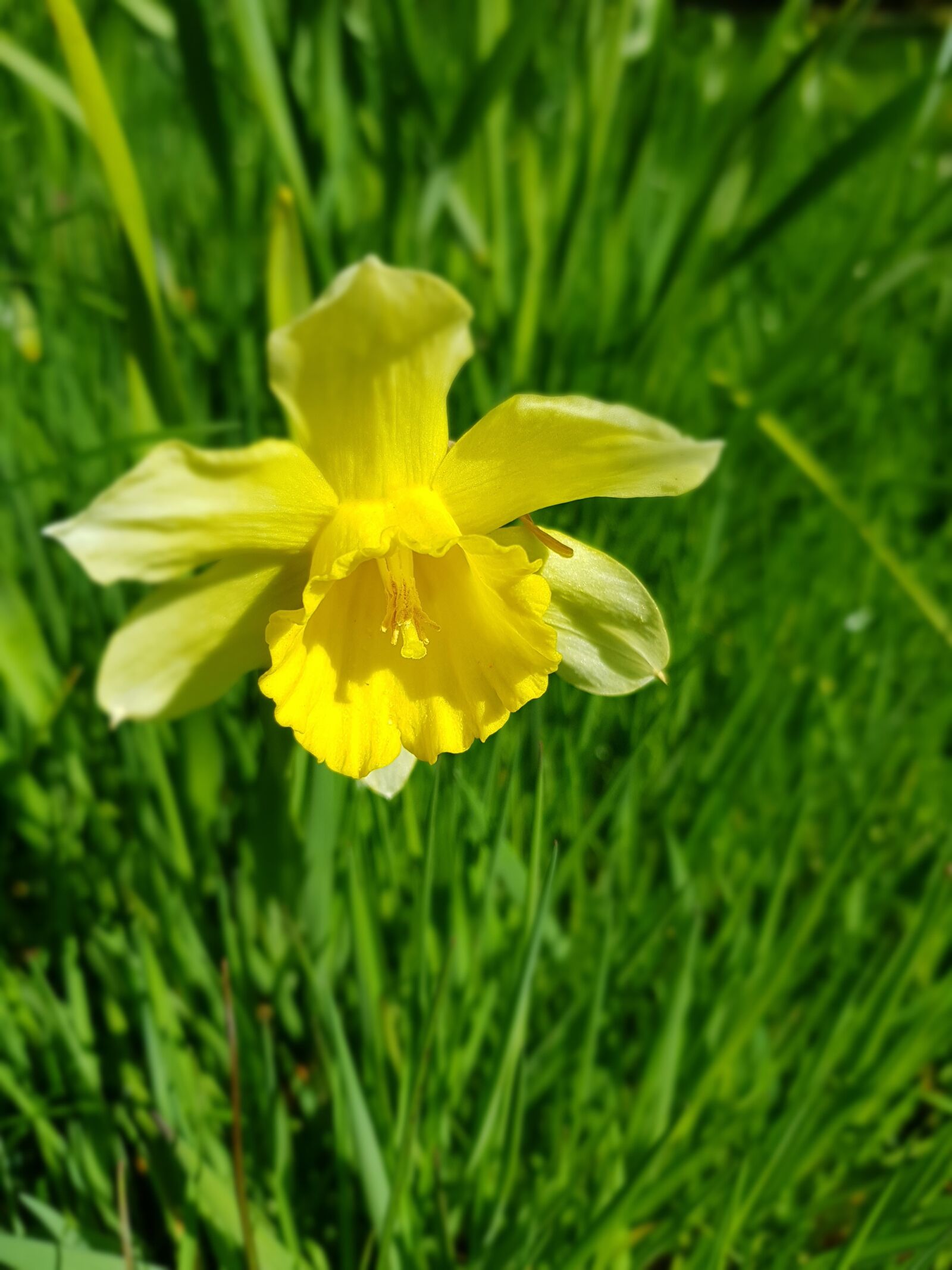 Samsung Galaxy S8 sample photo. Narcis, yellow, flower photography