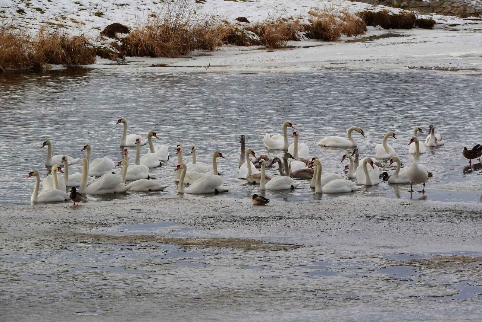 Nikon Coolpix P610 sample photo. Swans on the winter photography