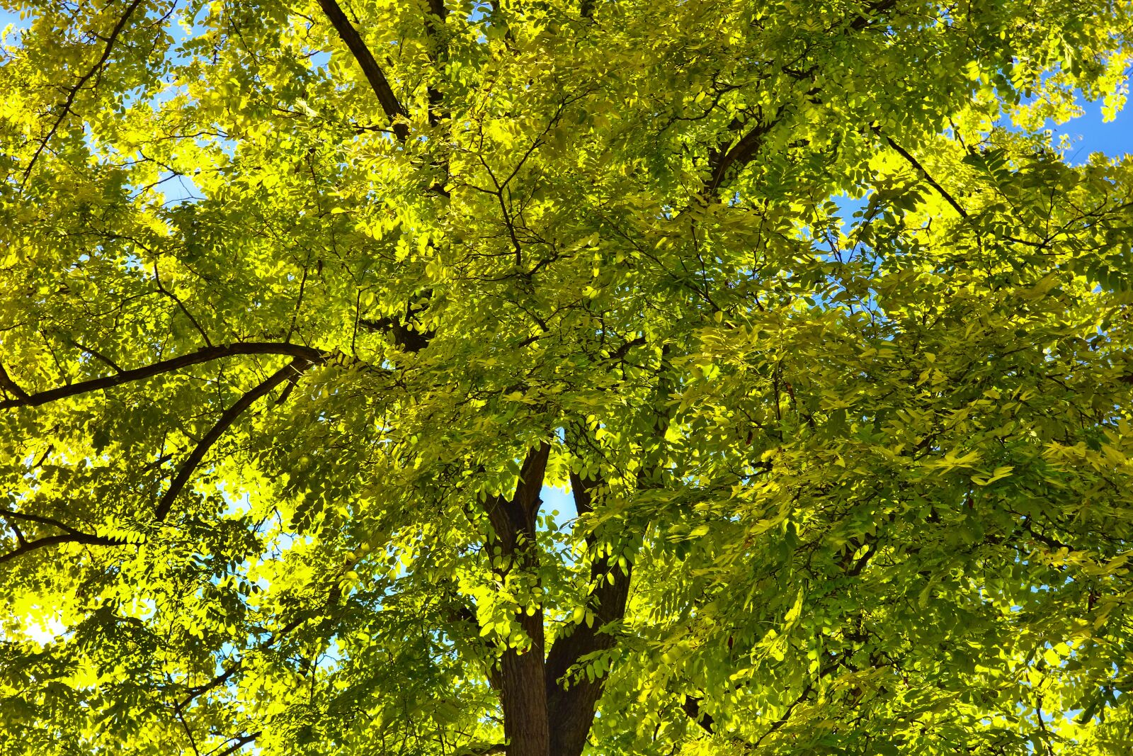 Sony Cyber-shot DSC-RX100 sample photo. Tree, tree top, branches photography