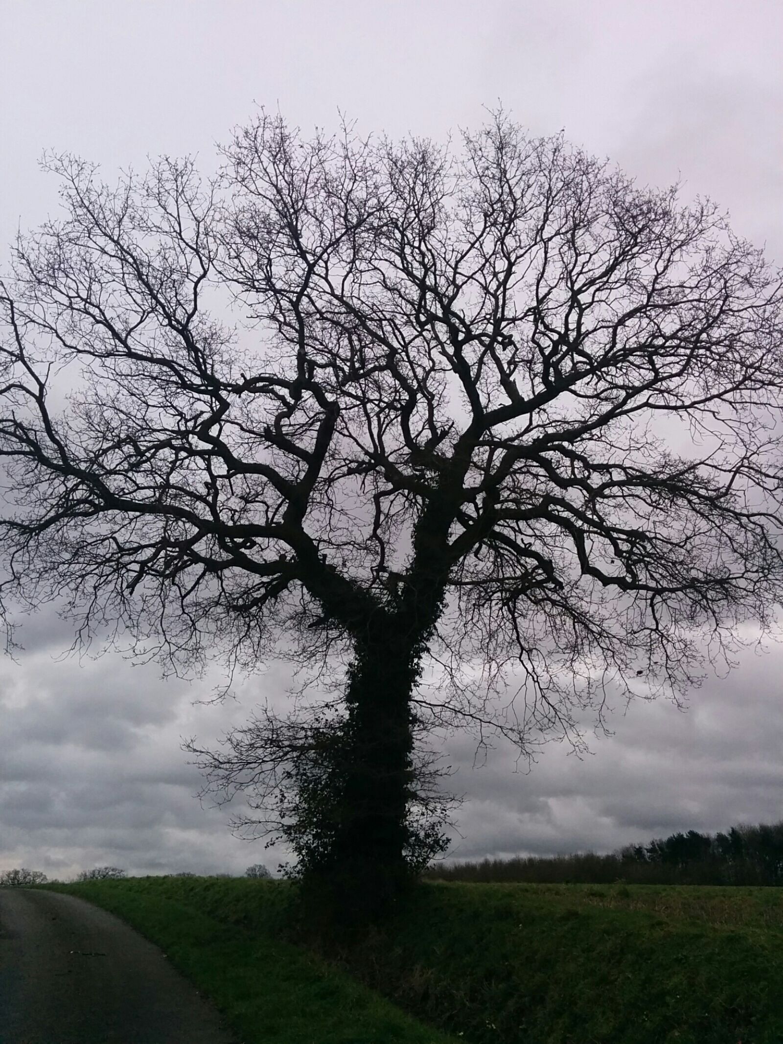 LG Nexus 5 sample photo. Tree without leaves, autumn photography