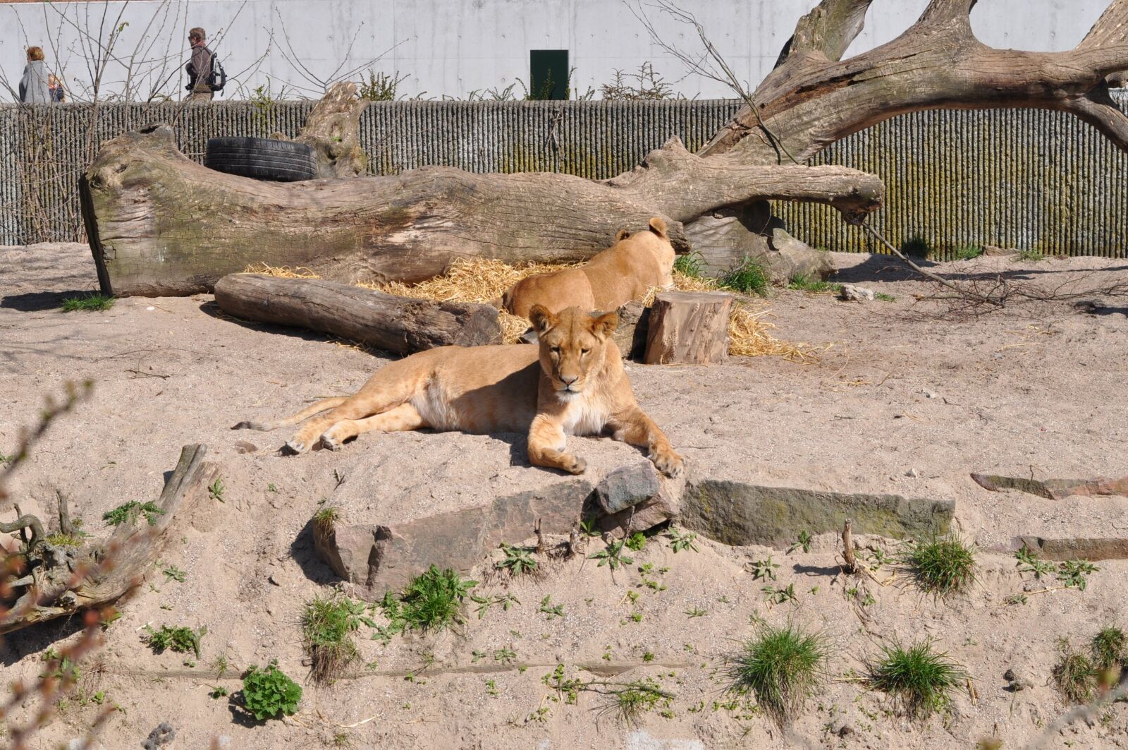 Nikon D5000 sample photo. Zoo, lioness, expensive photography