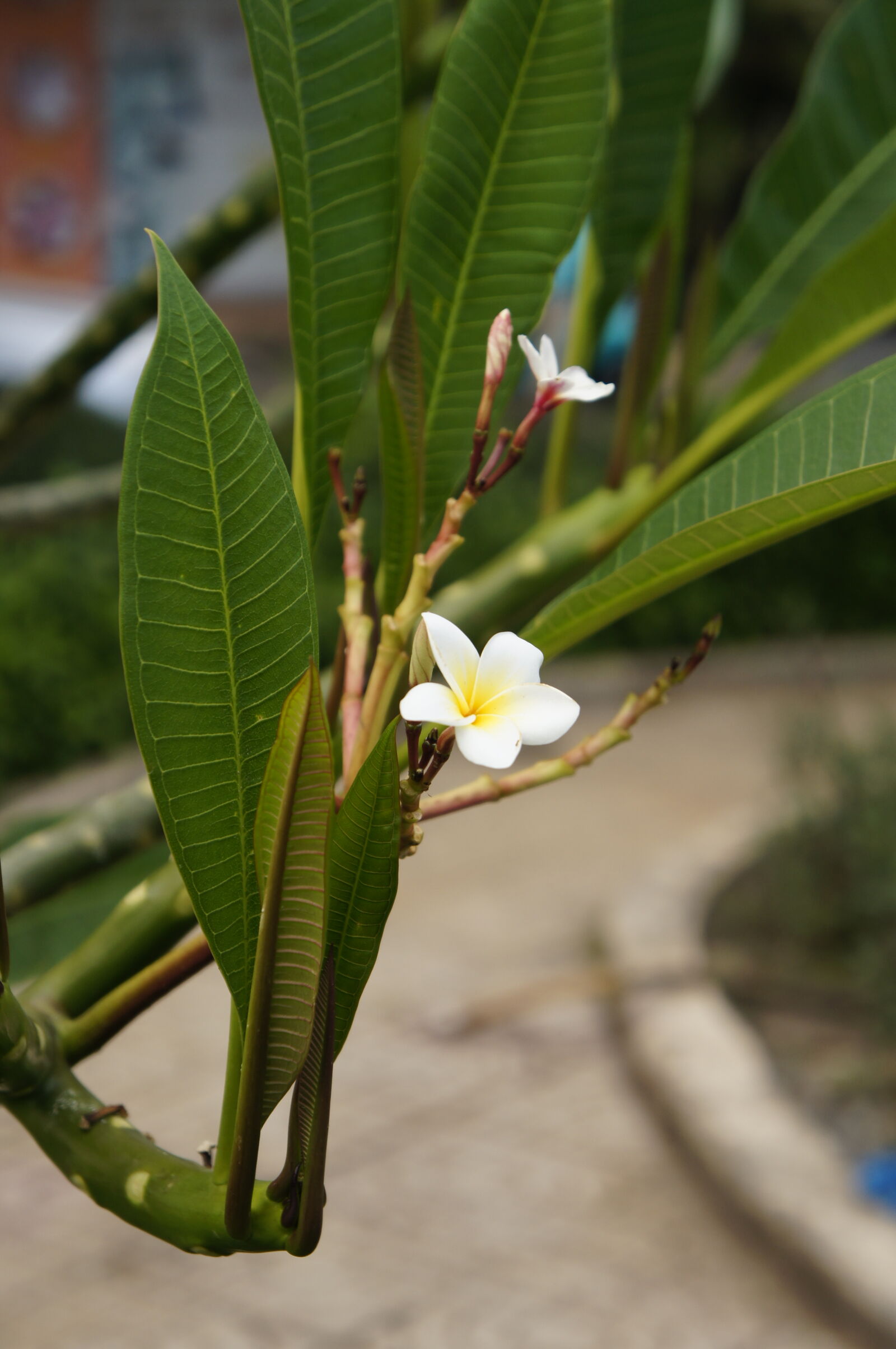 Sony E 18-55mm F3.5-5.6 OSS sample photo. Flowers photography