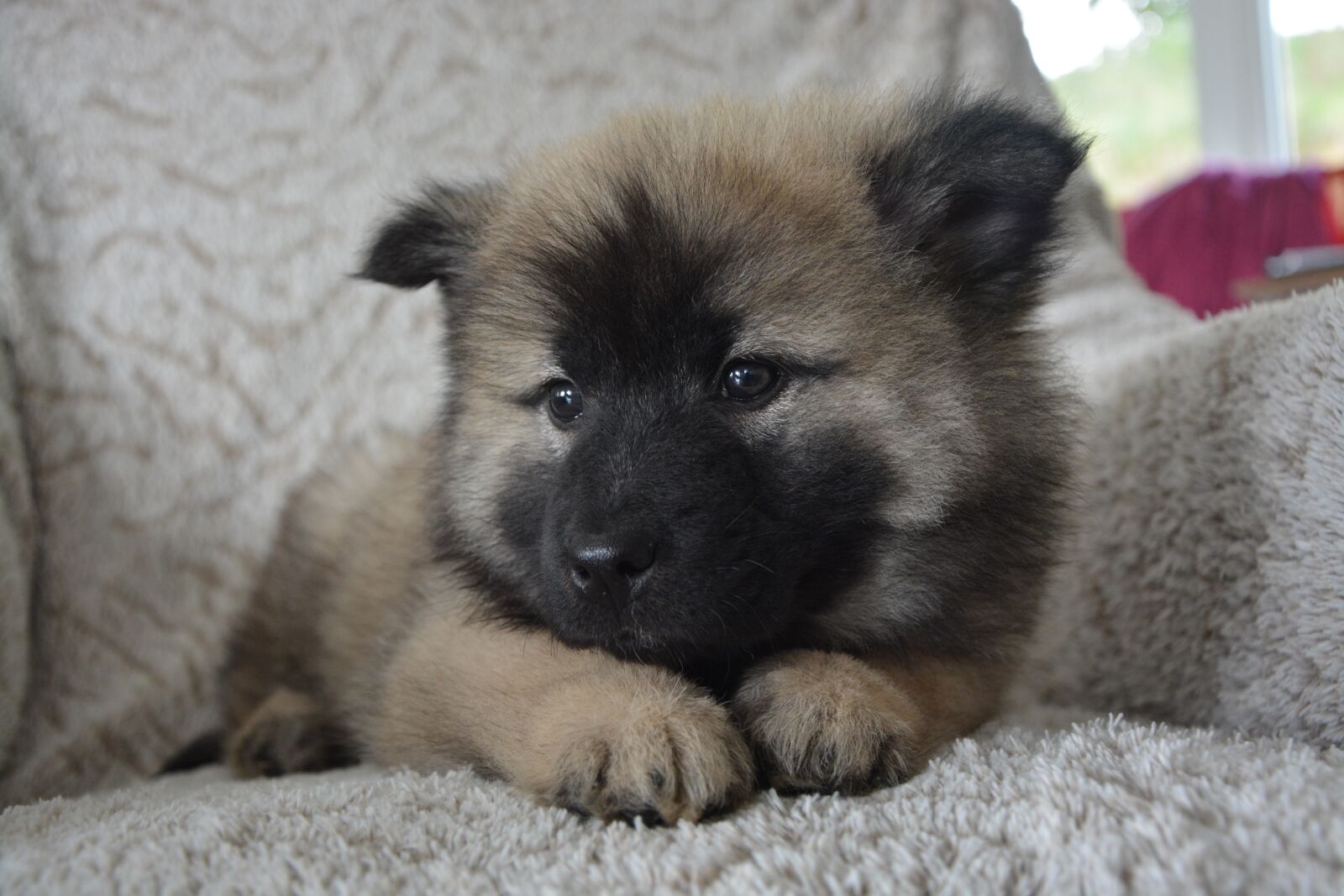 Nikon D5200 sample photo. Dog, pup, eurasier puppy photography