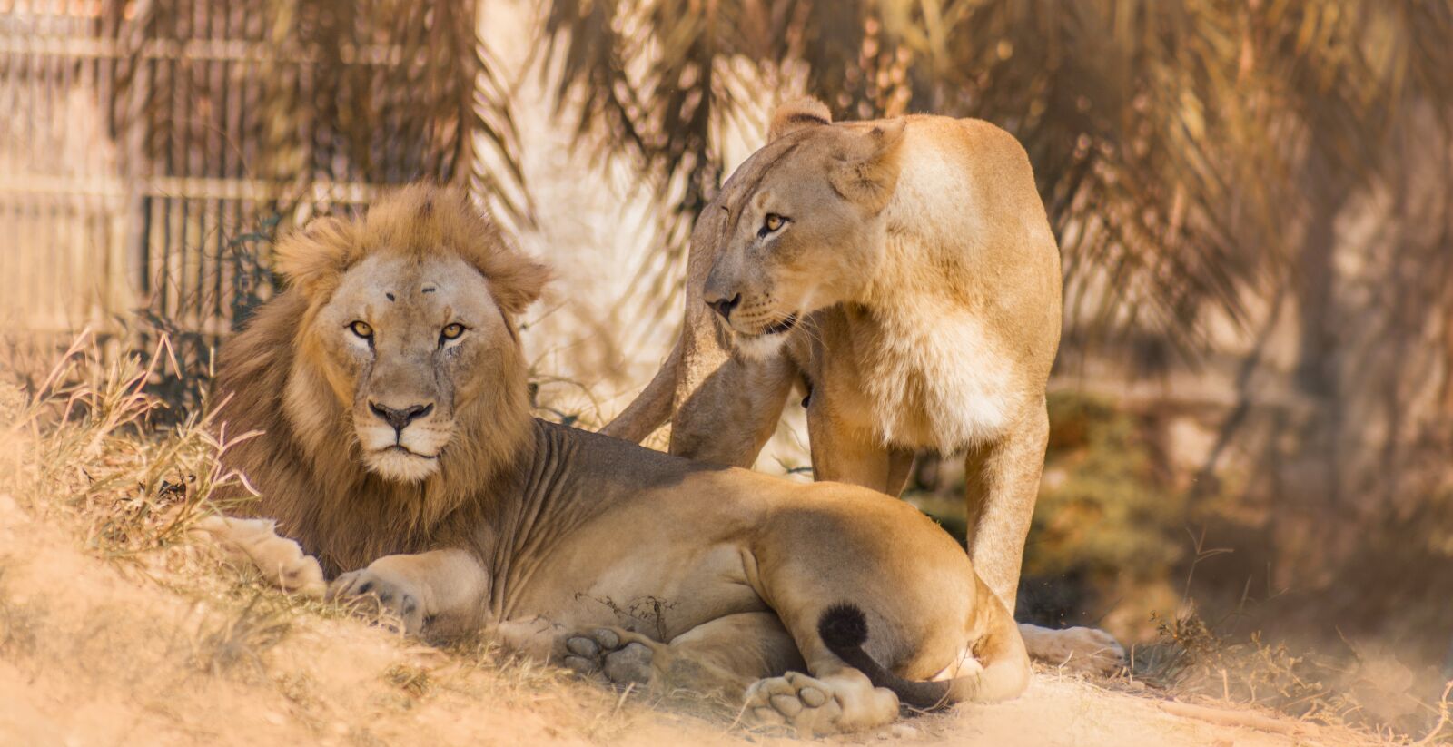 Canon EF75-300mm f/4-5.6 sample photo. Lions, cats, animals photography