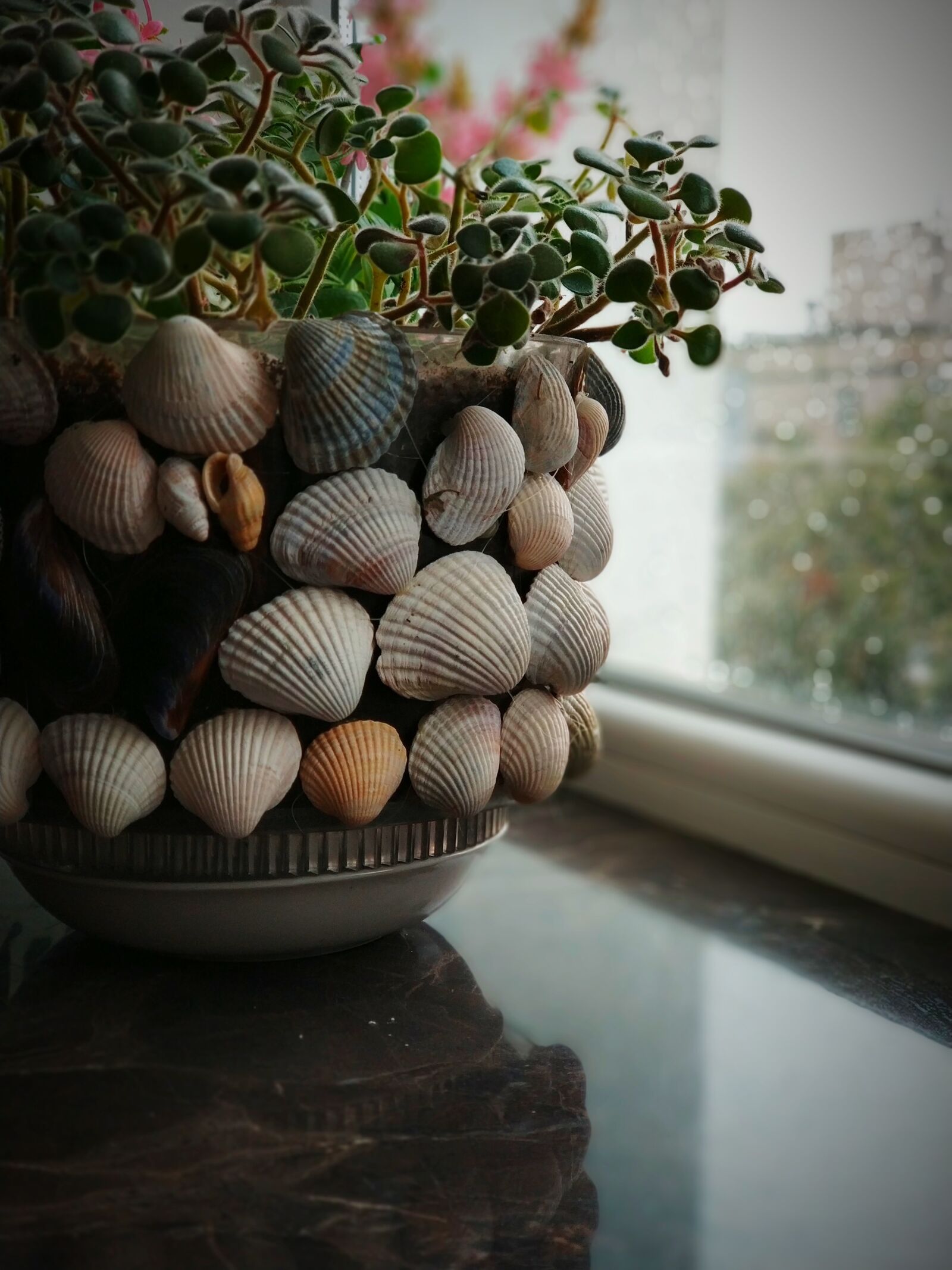 Xiaomi MI6 sample photo. Plants, shells, window photography