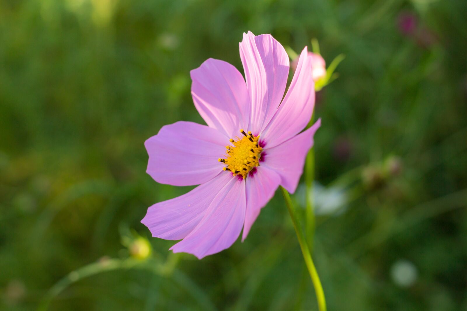 Canon EF 40mm F2.8 STM sample photo. Cosmos, astra, flower photography