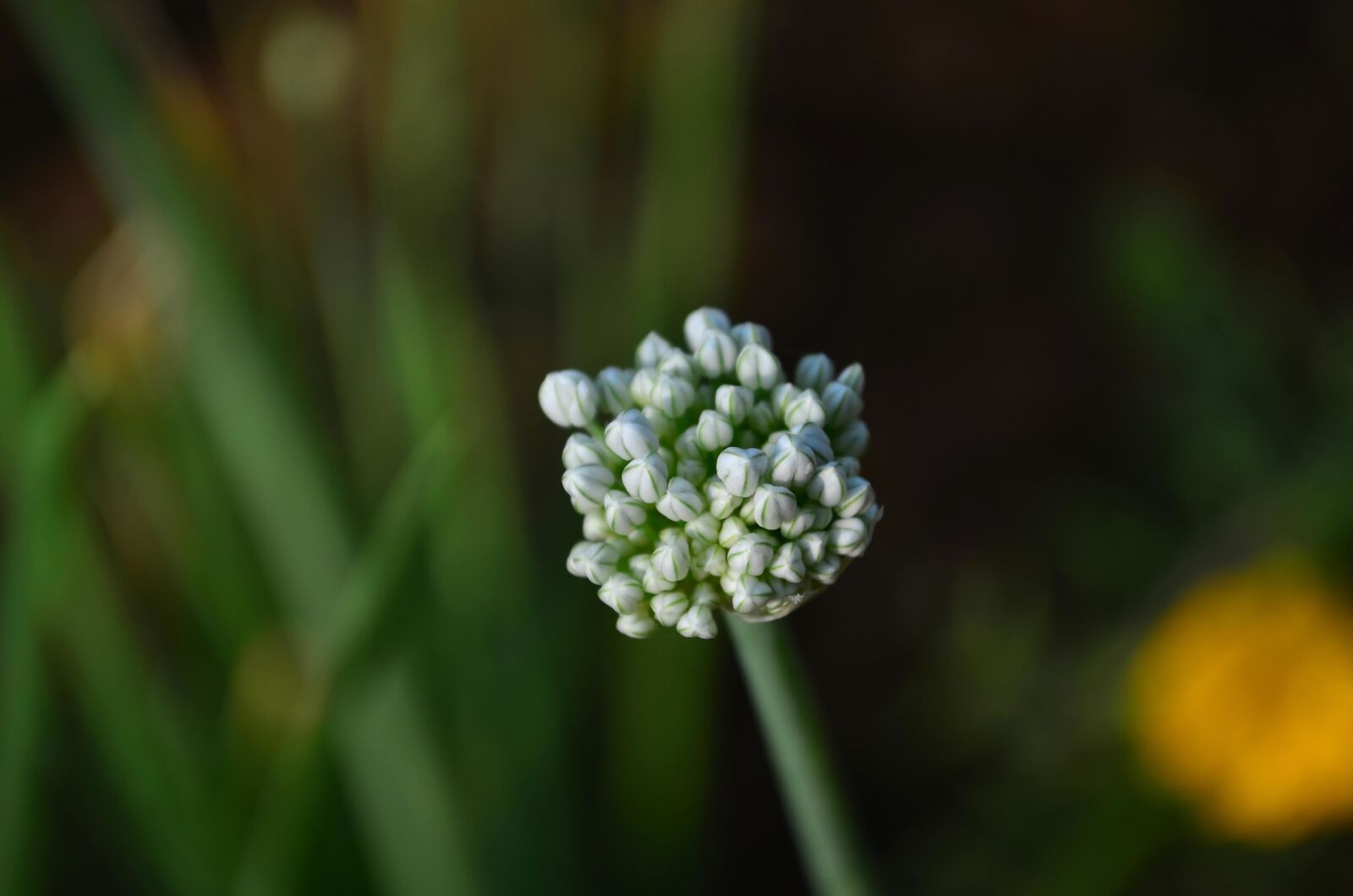 Nikon D5100 sample photo. Flower, seed, onion, herb photography