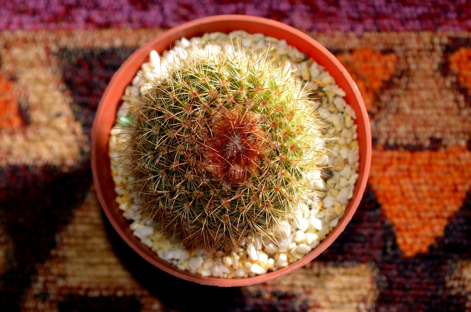 Nikon D5100 sample photo