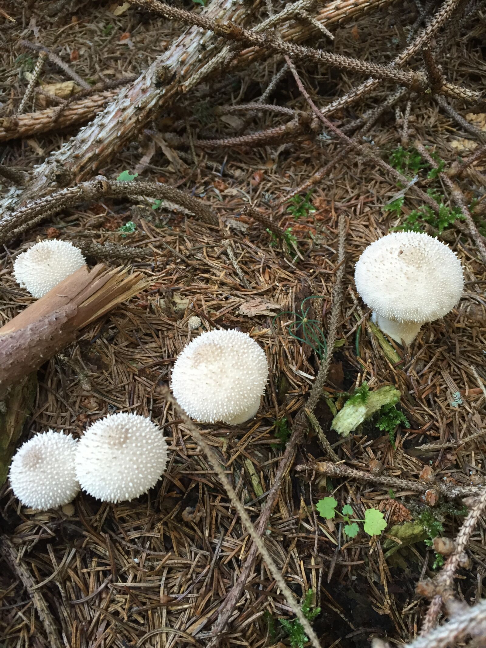 iPhone 6 back camera 4.15mm f/2.2 sample photo. Forest, mushroom, lycoperdon perlatum photography