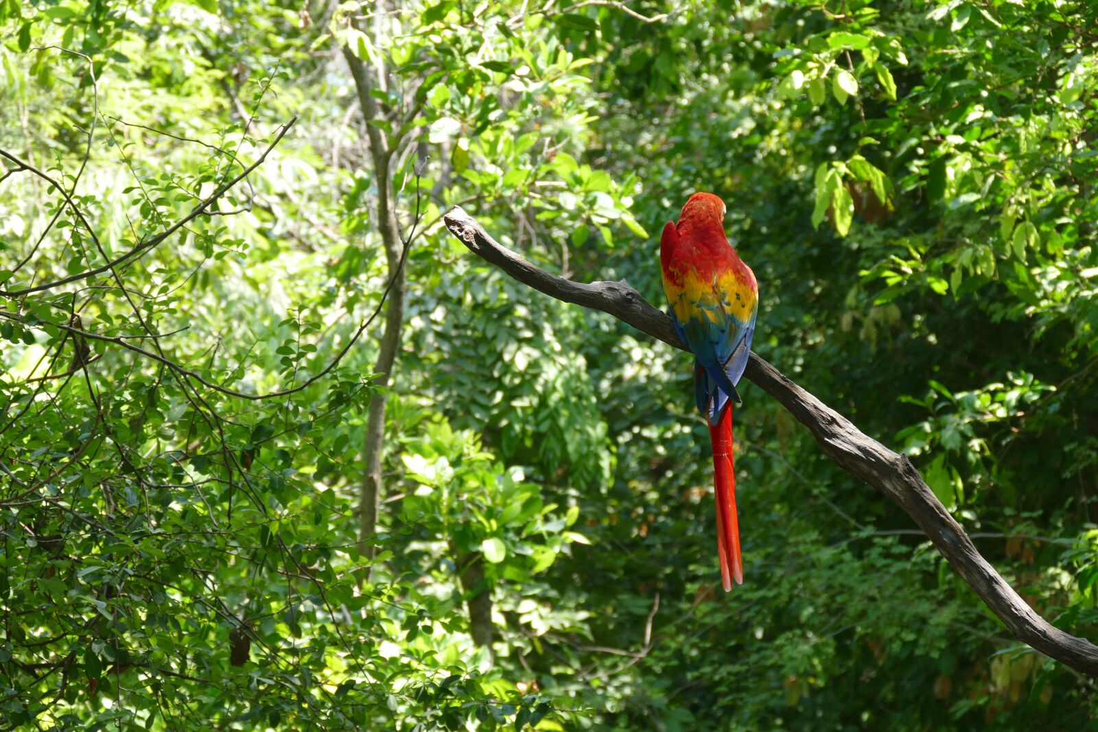 Panasonic Lumix DMC-FZ1000 sample photo. Guayaquil, historical park, colorful photography