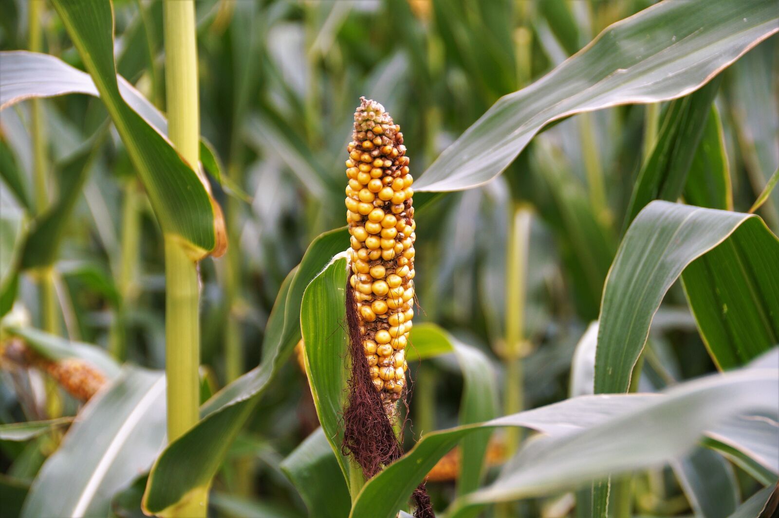 Sony SLT-A58 sample photo. Corn, ear, crop photography