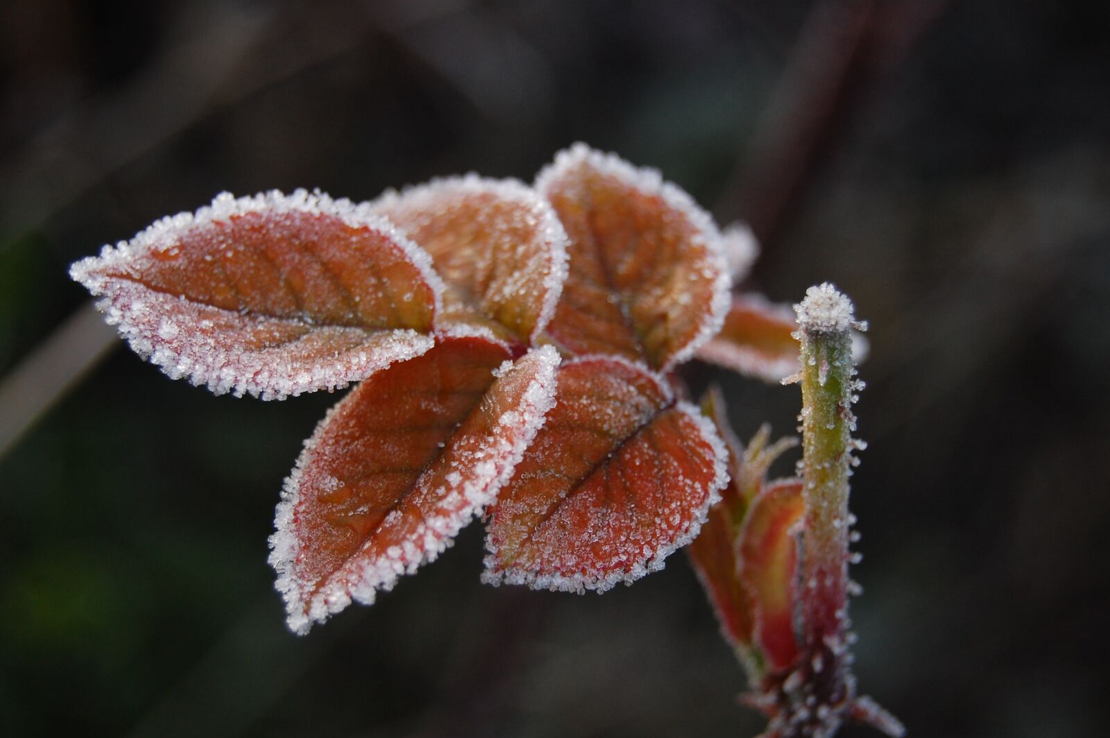 Nikon D40 sample photo. Leaves, plant, brown photography