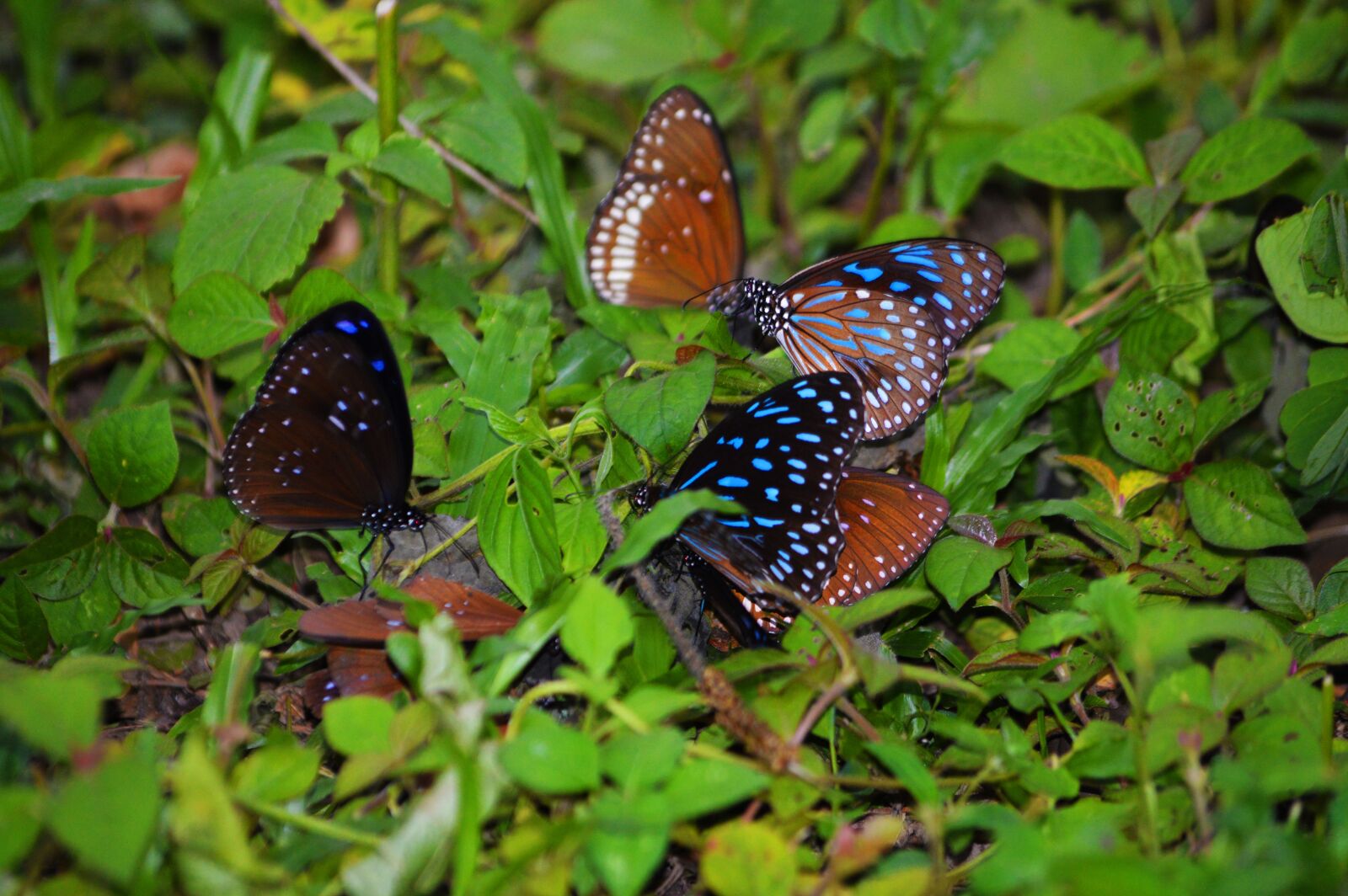 Nikon D3200 sample photo. Butterflies, beauty, animal photography