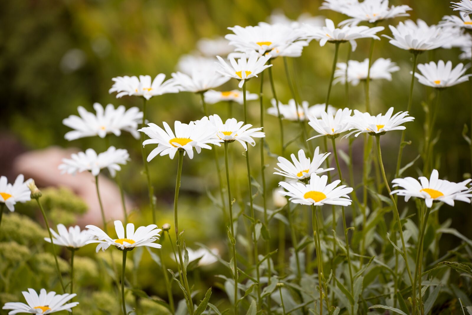 Nikon D750 sample photo. Marguerite, meadow, marguerite meadow photography