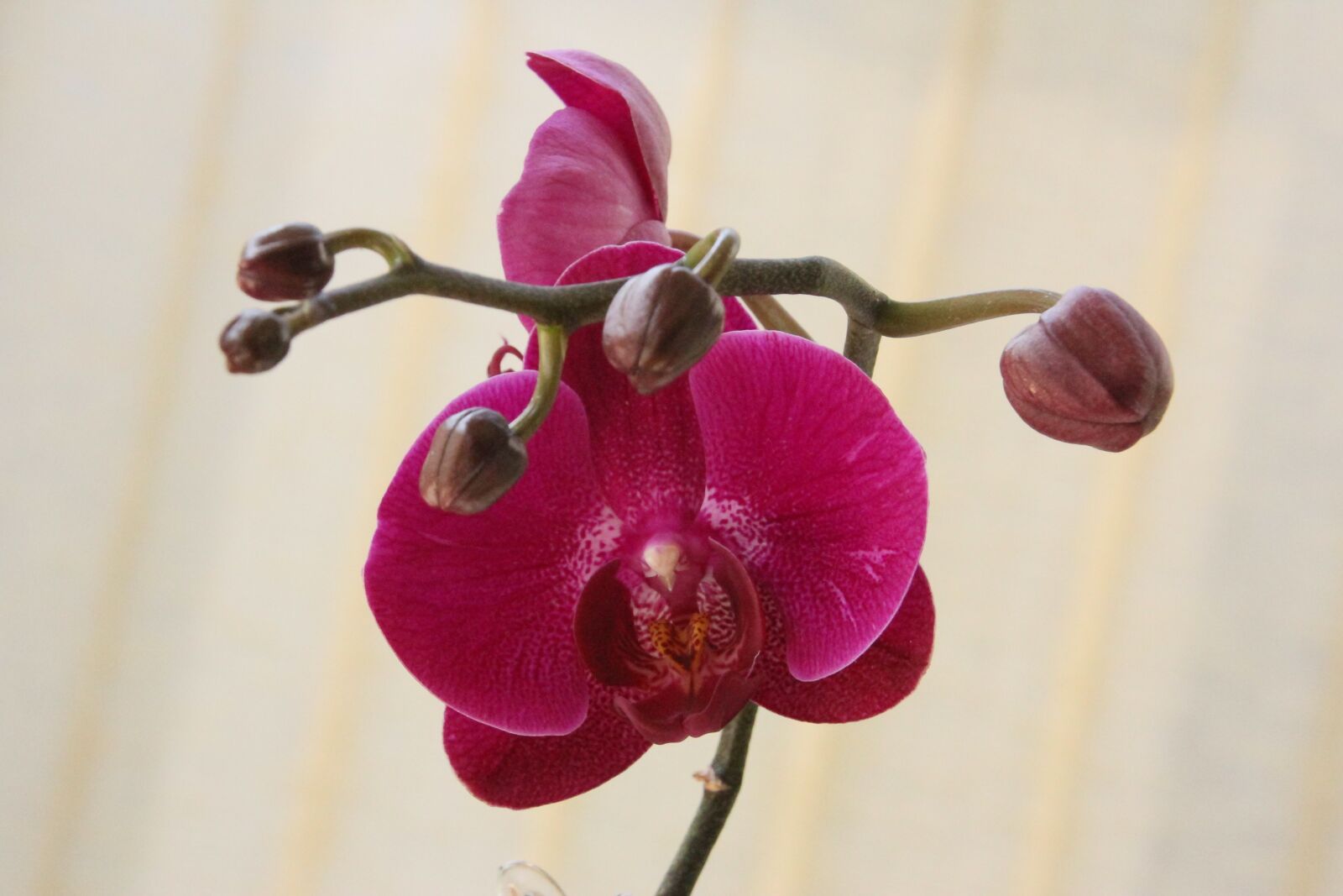 Canon EOS 60D sample photo. Orchid, red, blossom photography