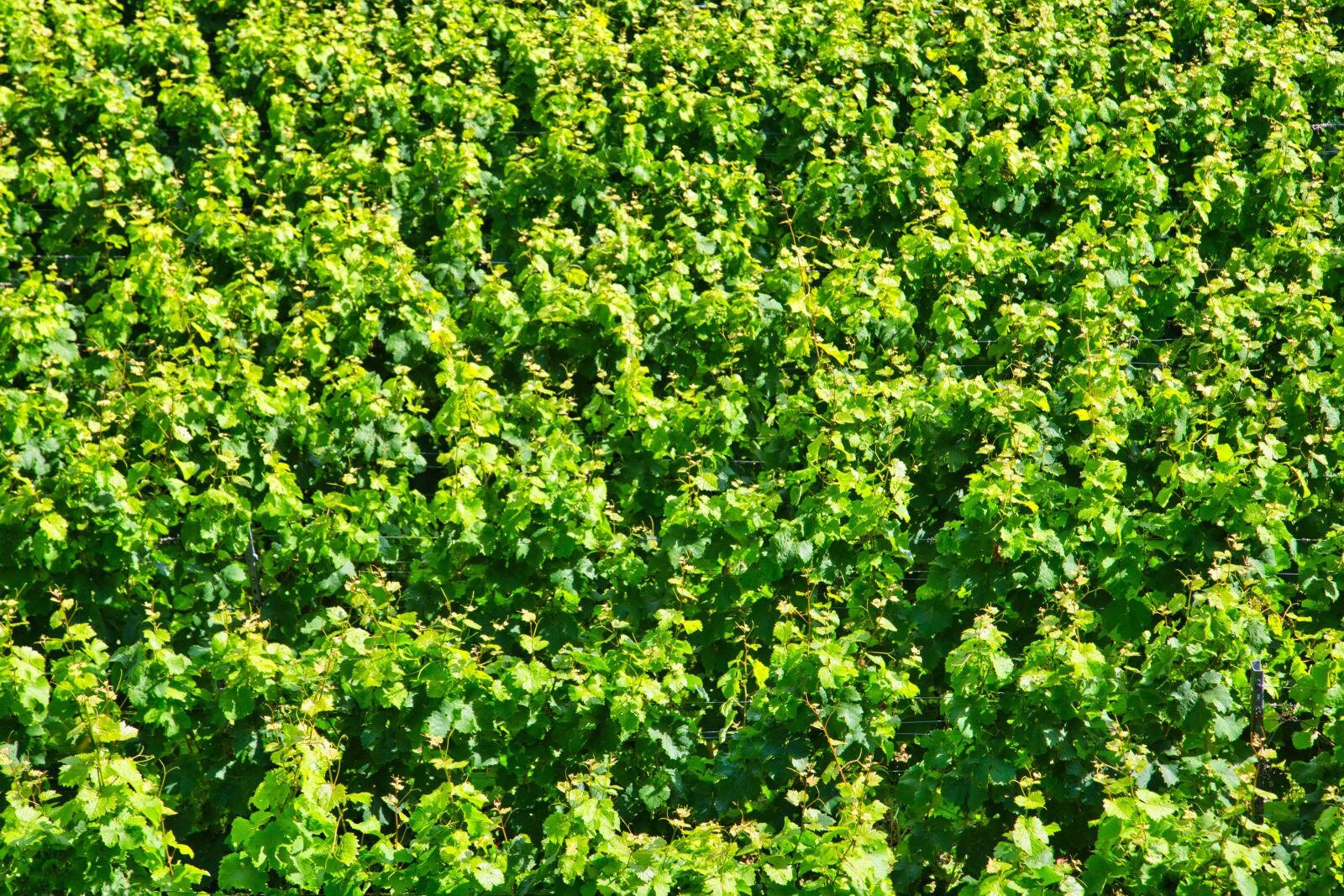 Canon EOS 6D + Canon EF 24-105mm F4L IS USM sample photo. Wine, vine, grapes photography
