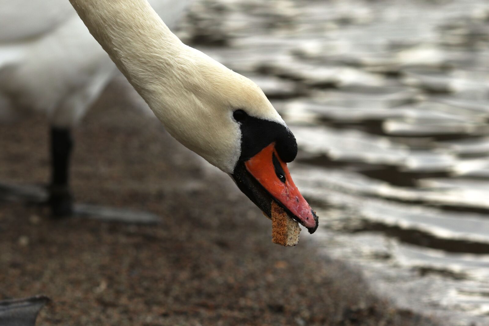 Canon EOS 7D Mark II + Canon EF 135mm F2L USM sample photo. Swan, eating, nature photography