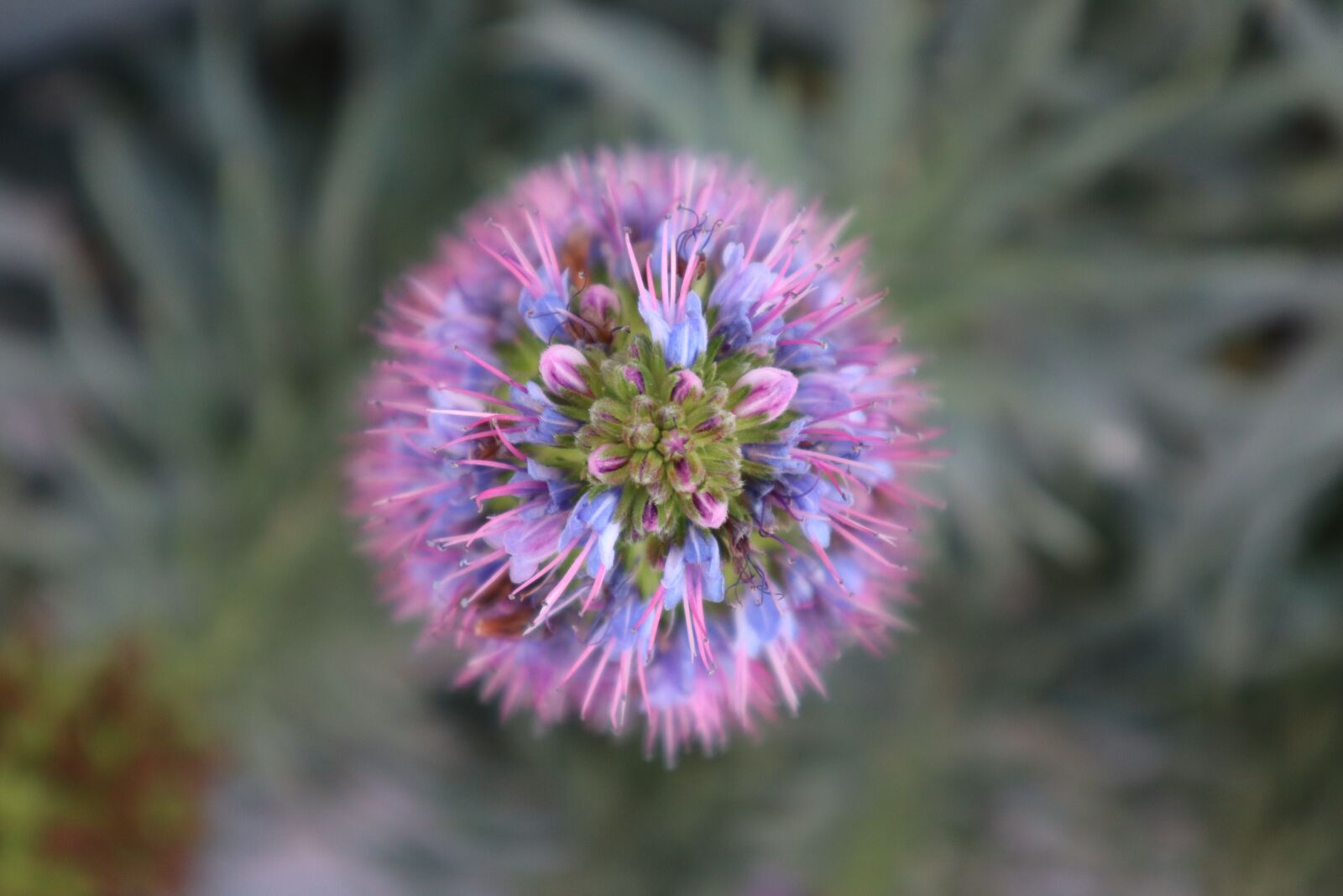 Canon EOS M50 (EOS Kiss M) sample photo. Circle, floral, flower photography