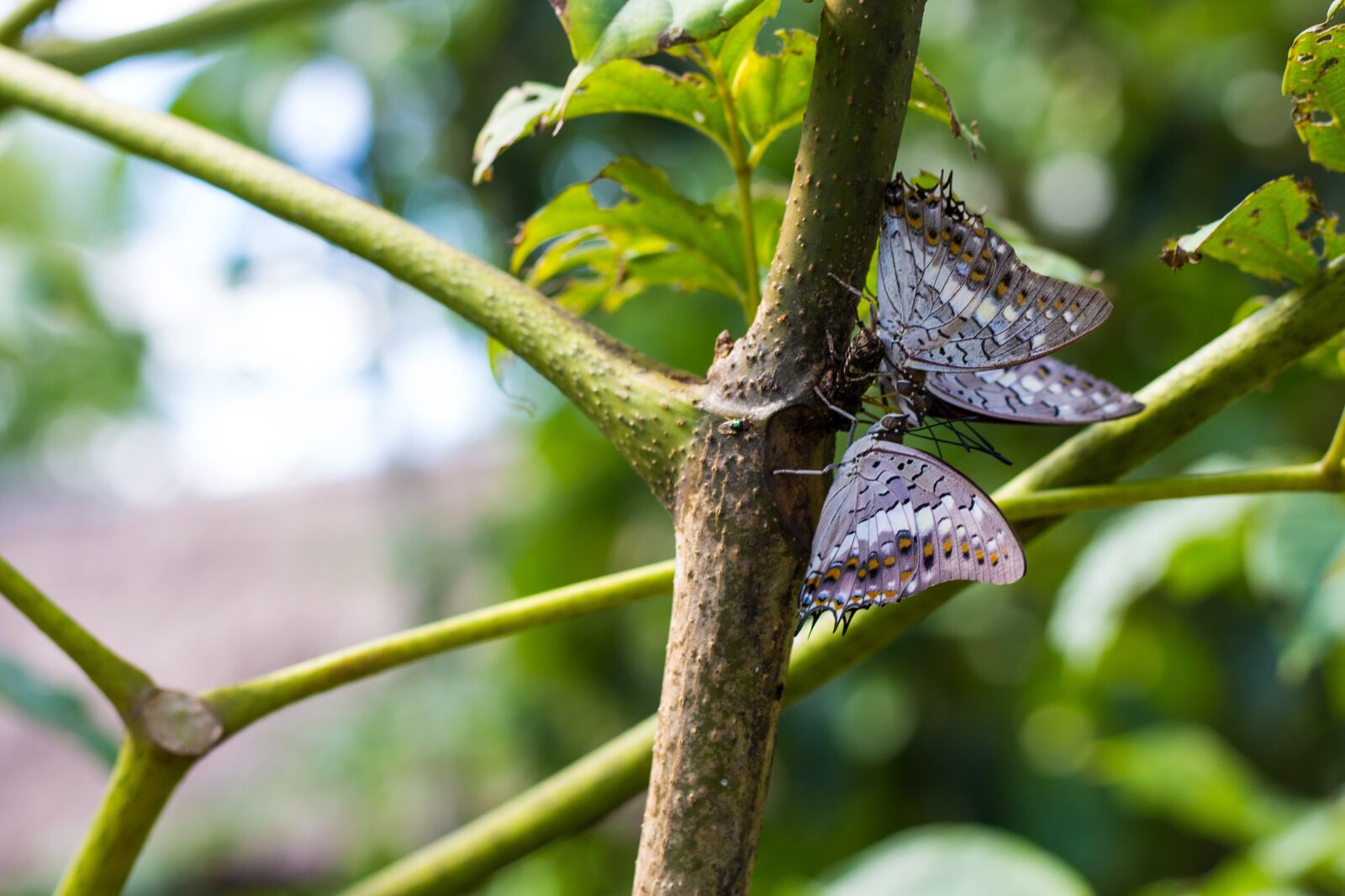 Canon EOS 700D (EOS Rebel T5i / EOS Kiss X7i) + Canon EF 50mm F1.8 STM sample photo. Tree, butterfly, nature photography