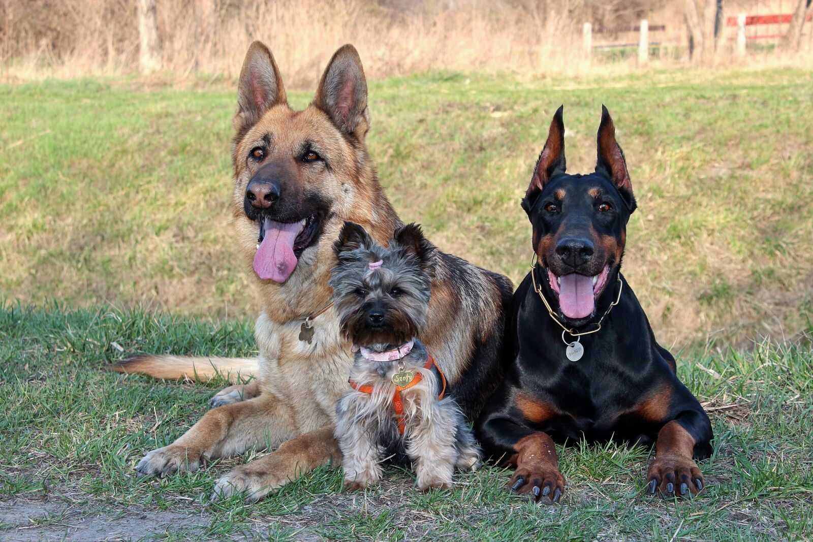 Canon EOS 600D (Rebel EOS T3i / EOS Kiss X5) sample photo. Doberman, yorkshire terrier, german photography