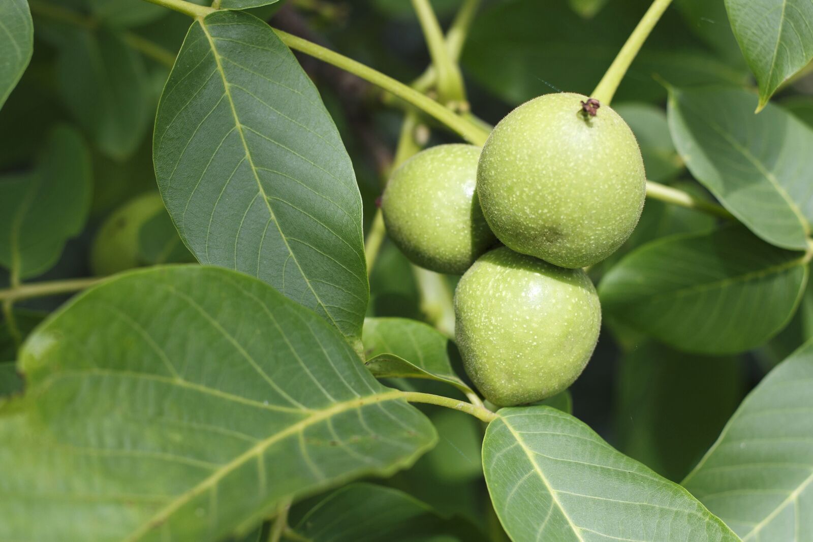 Canon EOS 100D (EOS Rebel SL1 / EOS Kiss X7) sample photo. Fruit, walnut, food, green photography