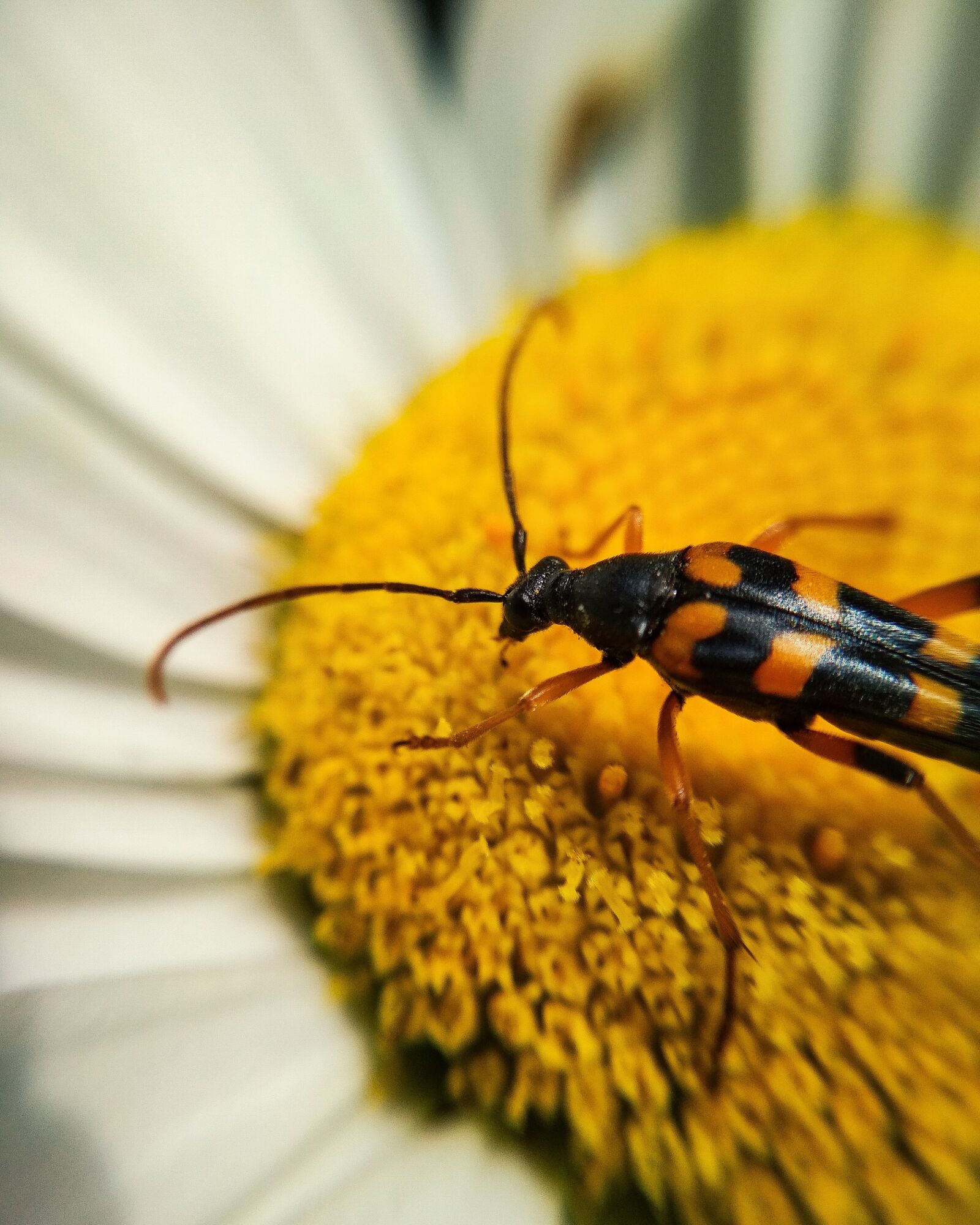Xiaomi Redmi 4X sample photo. Bug, insect, flower photography
