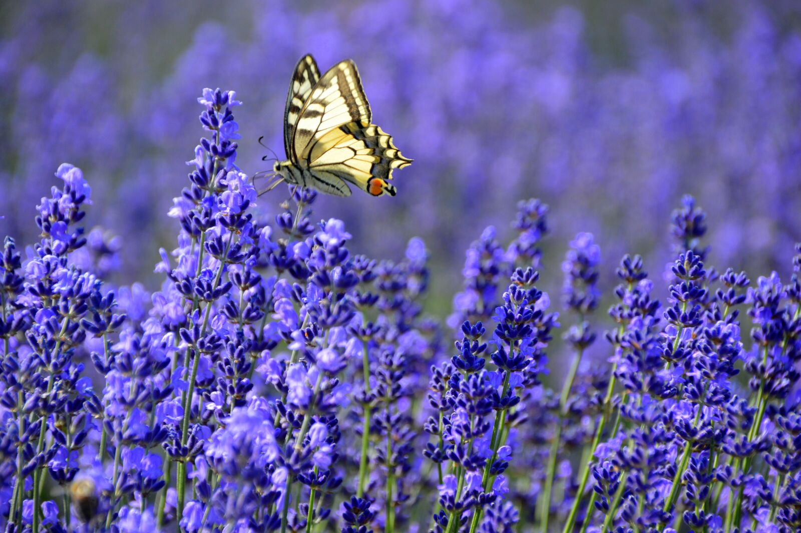 Nikon D3200 sample photo. Butterfly, lavender, flower photography