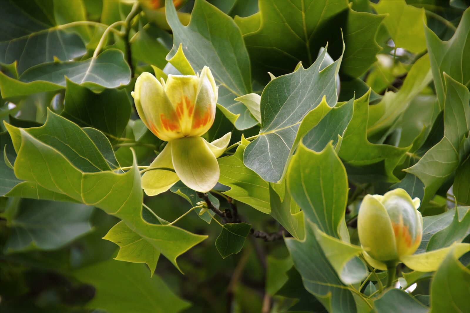 Sony SLT-A58 sample photo. Liriodendron, the tulip tree photography