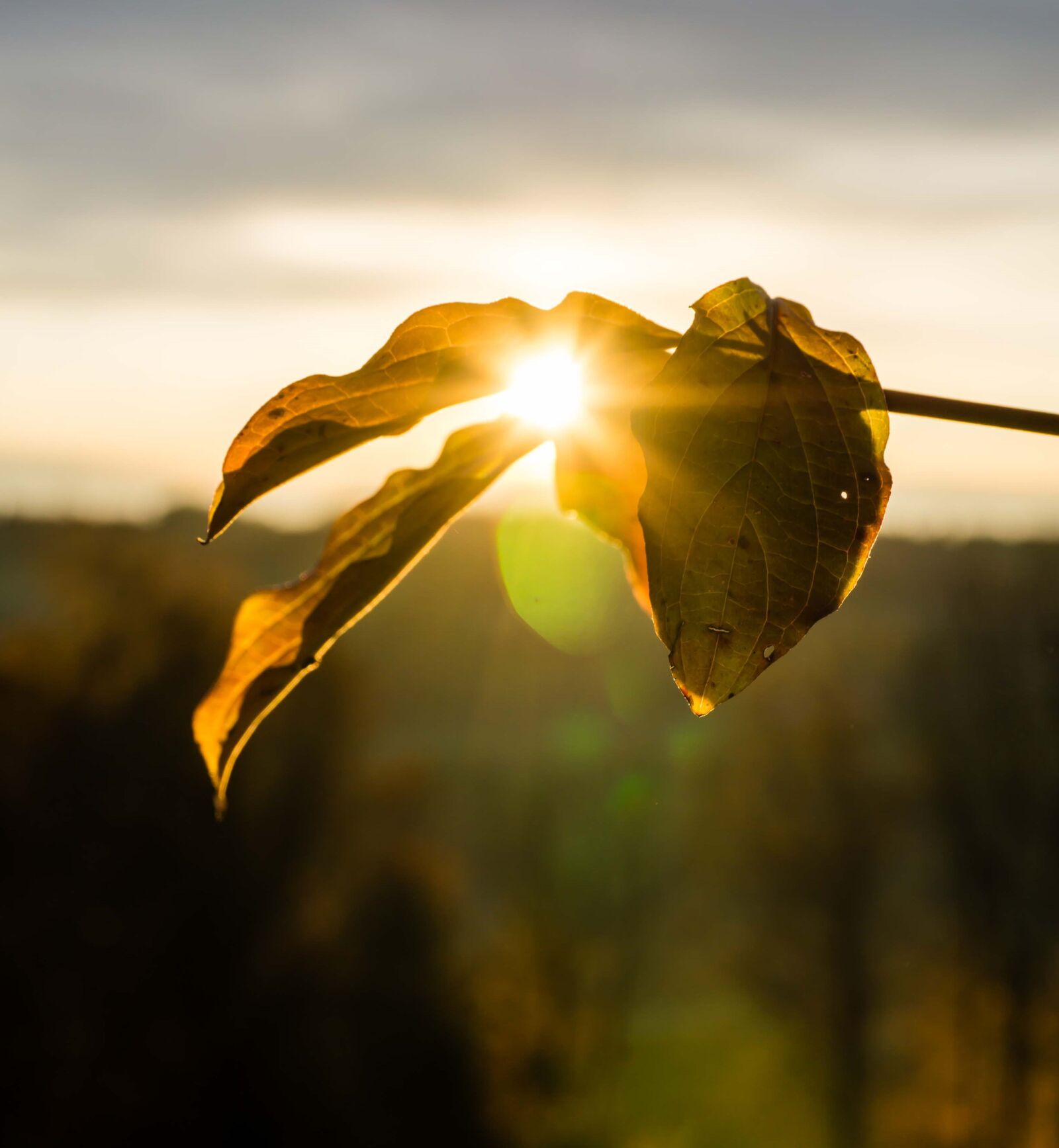 Sony a6000 sample photo. Autumn, sun, leaf photography
