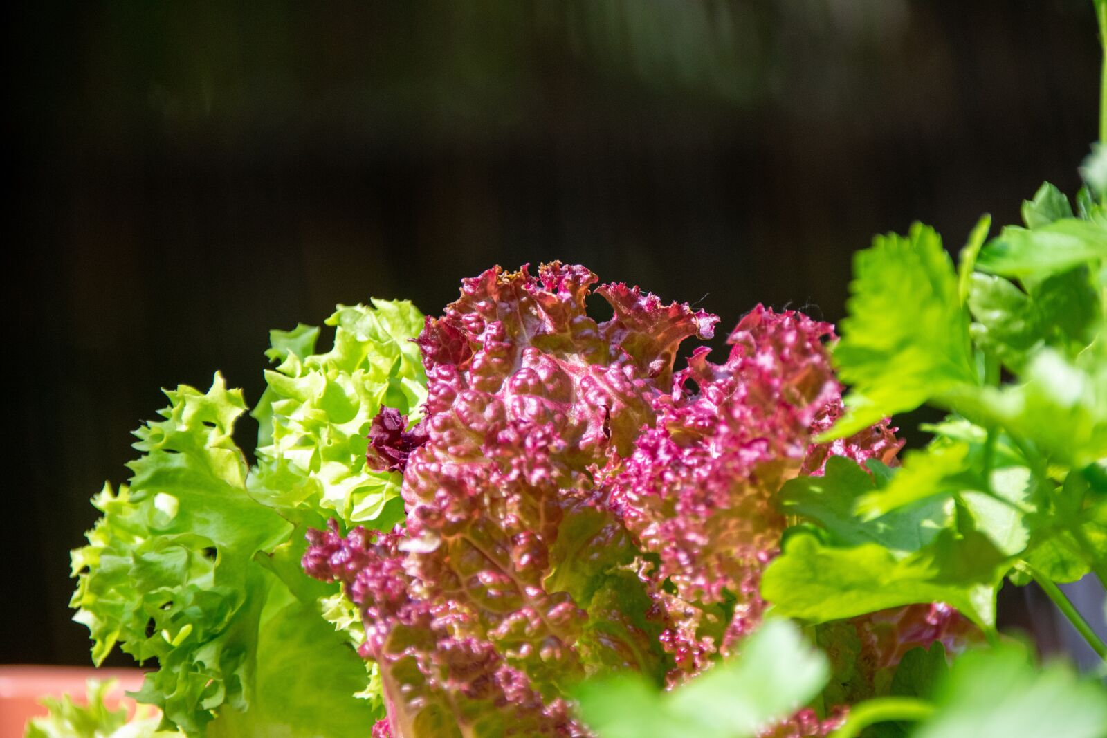 Nikon D3400 sample photo. Salad, farm, green photography