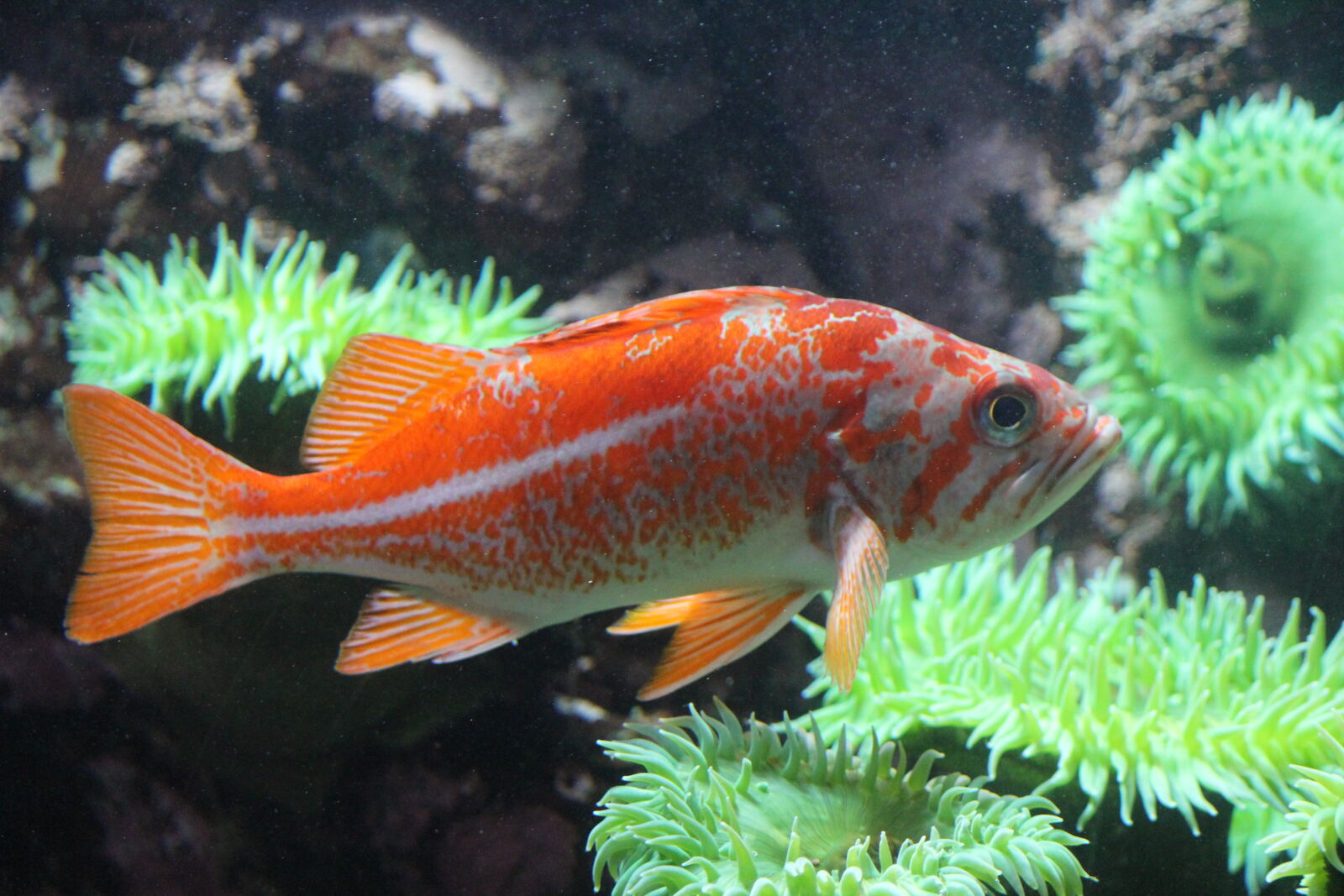 Canon EF-S 55-250mm F4-5.6 IS II sample photo