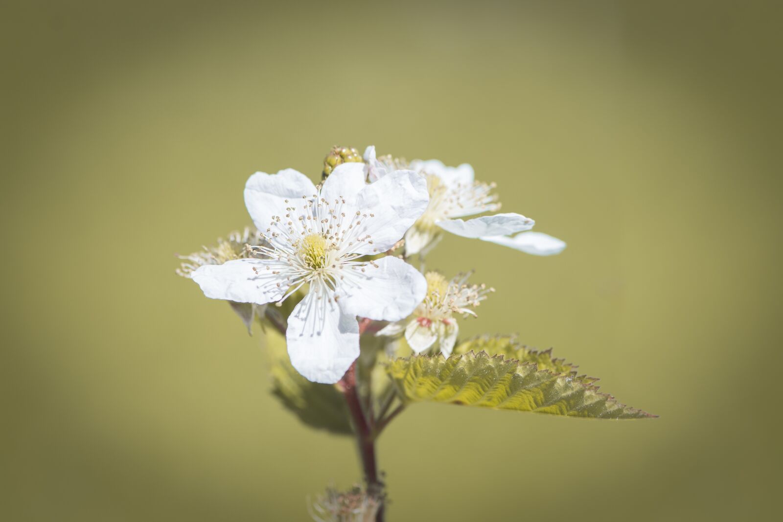 Nikon D7100 sample photo. Blossom, bloom, blackberry photography