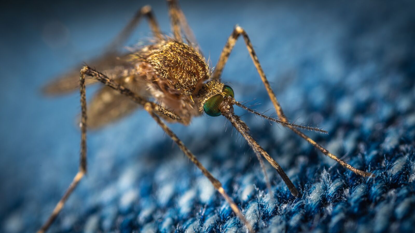 Sony a7R II sample photo. Mosquito, the mosquito, insect photography