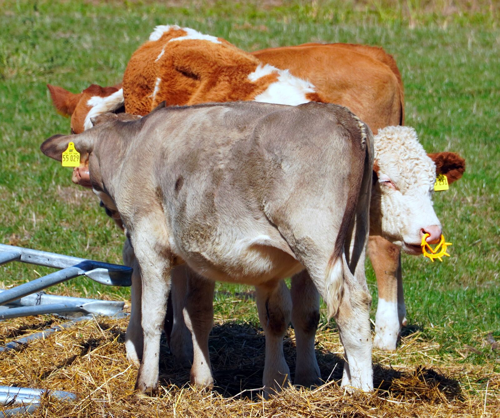 Sony a6400 sample photo. Cows, animals, calf photography