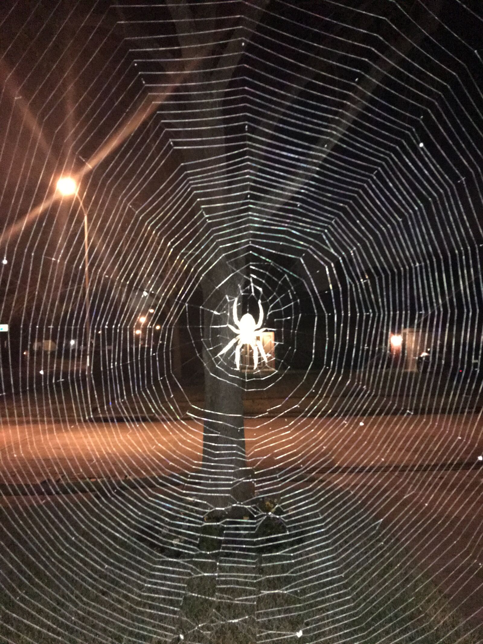 iPhone 6s Plus back camera 4.15mm f/2.2 sample photo. Spider, web, insect photography