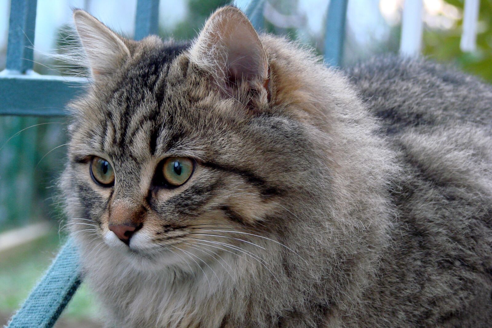 Sony Cyber-shot DSC-HX1 sample photo. Animal, cat, mammal photography